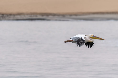 Telephoto shot of a great white pelican -Pelecanus onocrotalus- near Walvis Bay, Namibiaの写真素材
