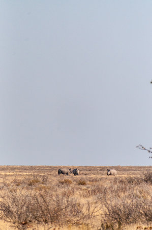 Telephoto of a herd of white Rhinos -Ceratotherium simum- on the plains of Etosha national park, Namibia.の写真素材