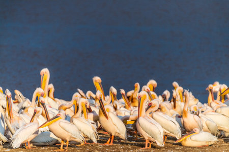 A pod of pelicans sits along the shore of Lake Nakuru, Kenya. They rest closely, showing pale plumage and long beaks, with the lake reflecting the scene, surrounded by greenery and distant hills.の写真素材