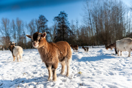 Telephoto of a group of Goats in a snowy field in winter time in East-Flanders, Belgium