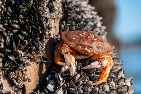 Close-up of a Dungeness Crab -Metacarcinus magister- Attached to the pier of Aptos Beach, California.の写真素材
