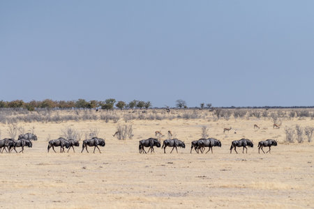 Telephoto shot of a herd of blue wildebeest - Connochaetes taurinus- trekking across the plains of Etosha national Park, Namibia.の写真素材