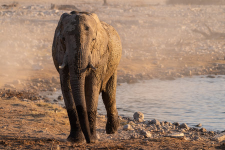 Telephoto shot of a herd of African Elephant taking a bath in a waterhole in Etosha national Park.の写真素材