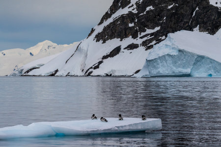 Panorama of four Cape Petrels - Daption capense- resting on an iceberg near Danco Island, on the Antarctic Peninsulaの写真素材