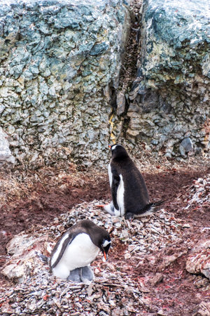Impression of the Gentoo Penguin -Pygoscelis papua- colony at Danco Island, on the Antarctic Peninsulaの写真素材