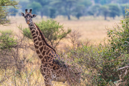 Close-up of Masai Giraffe - Giraffa tippelskirchi- feeding off acacia trees in the Serengeti, Tanzaniaの写真素材