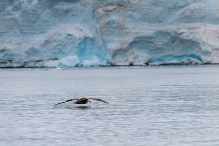Telephoto of a southern Giant Petrel -Macronectes giganteus- flying in front of an iceberg in Antarctica.の写真素材