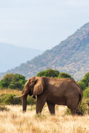Telephoto of an African Elephant -Loxodonta Africana- walking across the plains of the Samburu National Reserve, Kenyaの写真素材