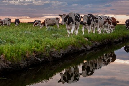 Golden sunset over Noarderleech, Friesland: A tranquil scene as cattle calmly walk along a...