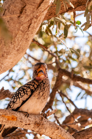 A Southern yellow-billed hornbill -Tockus leucomelas- sitting on a branch of a treeの写真素材