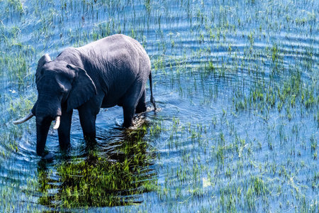 Aerial telephoto shot of an African Elephant wading through the shallow waters of the Okavango Delta in Botswana.の写真素材