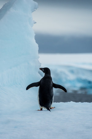 Close-up of an Adelie Penguin - Pygoscelis adeliae- standing on an iceberg, near the fish islands, on the Antarctic Peninsulaの写真素材