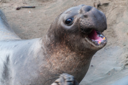 Close-up of northerns Elephant seals -Mirounga angustirostris- along the Southern California Coast.の写真素材