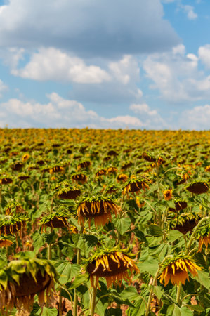 Telephoto of sunflowers in a field in the French Provence, near the town of Montagnac.の写真素材