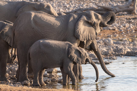 Telephoto of a herd of African Elephant -Loxodonta Africana- taking a bath in a waterhole in Etosha national Park.の写真素材