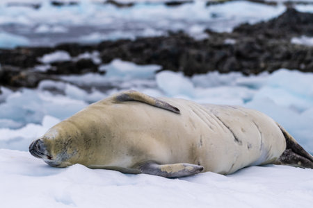 Close-up of a crabeater seal -Lobodon carcinophaga- resting on a small iceberg near the fish islands on the Antarctic peninsulaの写真素材
