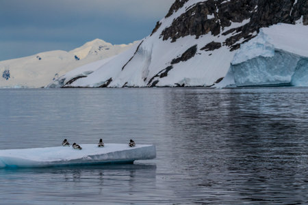 Panorama of four Cape Petrels - Daption capense- resting on an iceberg near Danco Island, on the Antarctic Peninsulaの写真素材