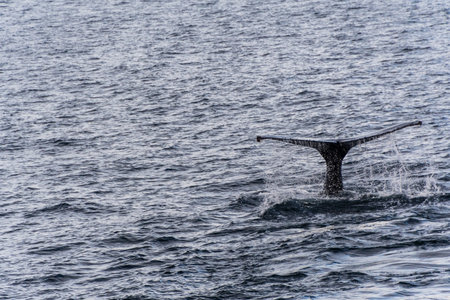 Close-up of the tail of a diving humpback whale -Megaptera novaeangliae. Image taken in the Graham passage, near Charlotte Bay, Antarctic Peninsula.の写真素材