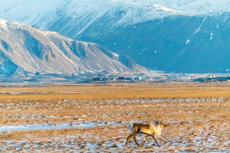 Telephoto of Reindeers near the Flaajokull Glacier in southern Iceland.の写真素材