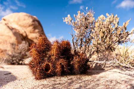 A Joshua Tree National Park landscape shot, taken on a winter afternoon.の写真素材