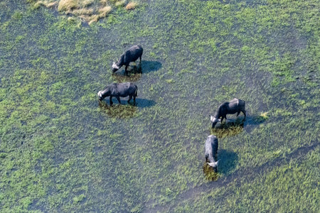 Arial telephoto shot of a herd of African Buffalo -Syncerus caffer- grazing in the Okavango Delta wetlands, Botswana.の写真素材