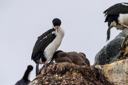 Close-up of an Antarctic Shag -Leucocarbo bransfieldensis- nest with adults taking care of their chicks, near Fish Islands, on the Antarctic Peninsulaの写真素材