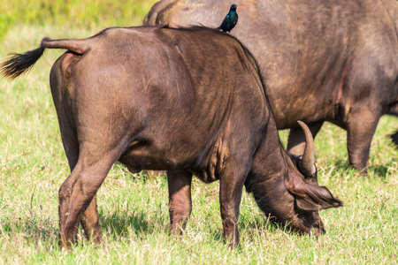 Telephoto of Cape Buffalo -Syncerus caffer- grazing in Lake Nakuru national park, Kenya. A purple starling -Lamprotornis purpureus- sits on the back of one of them.の写真素材