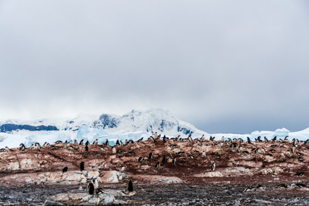 A panoramic view of the Gentoo Penguin -Pygoscelis papua- colony on Cuverville Island, on the Antarctic Peninsulaの写真素材