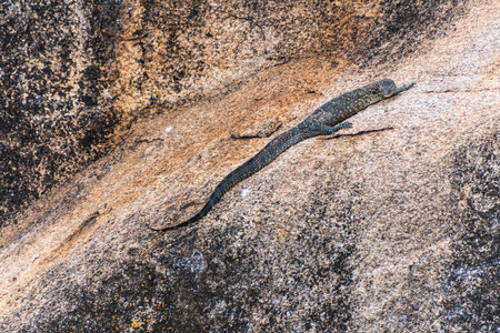 Telephoto of a nile water monitor lizard -Varanus niloticus- sitting on a rock along the shores of lake Victoria, Tanzaniaの写真素材