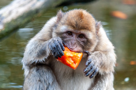 Close-up of a Barbary macaque -Macaca sylvanus- eating a piece of fruit.