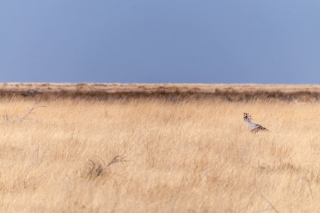 Telephoto of a secretarybird -Sagittarius serpentarius- strolling around the bushes of Etosha National park in Namibia.の写真素材