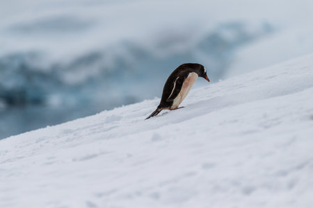 Close-up of a Gentoo Penguin -Pygoscelis papua- walking along a penguin highway in a snowy landscape of the colony at Danco island, on the Antarctic Peninsulaの写真素材