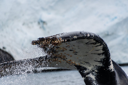 Close-up of the tail of a diving humpback whale -Megaptera novaeangliae. Image taken in the Graham passage, near Charlotte Bay, Antarctic Peninsula.の写真素材