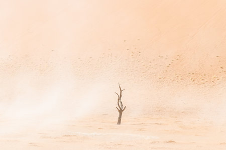 Overview of the petrified dead trees in the Deadvlei area of Namibiaの写真素材