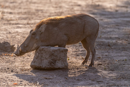 Closeup of a Common Warthog, Phacochoerus africanus, roaming around Chobe National Park, Botswana.の写真素材