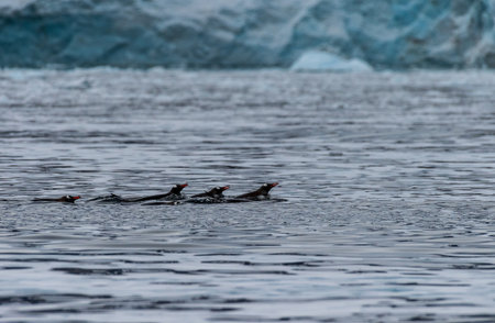 Telephoto of a group of Gentoo Penguins -Pygoscelis papua- jumping and swimming among the Antarctic sea ice. Antarctic Peninsula.の写真素材