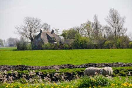 Noardeast-Fryslan, Netherlands - April 26, 2008. Outdoor scene showing a rural area with sheep near the village of Wanswert.のeditorial素材