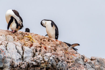 A group of Shinstrap Penguin - Pygoscelis antarcticus- standing on a rock at Cierva Cove, on the...