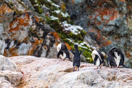 A group of Chinstrap Penguin - Pygoscelis antarcticus- standing on a rock at Cierva Cove, on the Antarctic peninsulaの写真素材