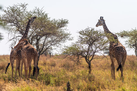 Close-up of Masai Giraffe - Giraffa tippelskirchi- feeding off acacia trees in the Serengeti, Tanzaniaの写真素材