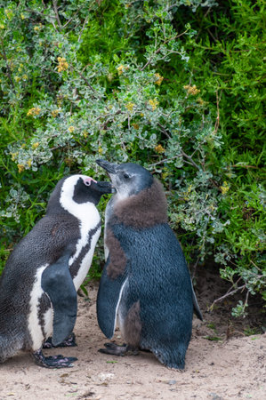 African Penguin -Spheniscus demersus, also known as the Cape Penguin, at the Boulders Beach Penguin colony near Simons Town in South Africa. This colony is located close to Cape Town and the cape of good hope.の写真素材