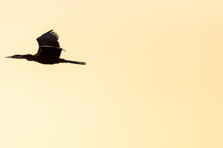Telephoto of an African Darter - Anhinga rufa- in flight along the Chobe river, Botswana.の写真素材