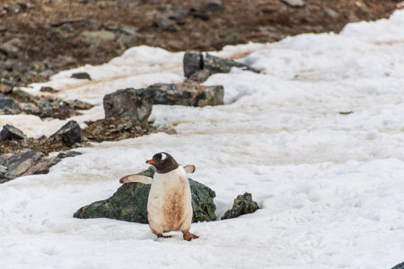 Close-up of a Gentoo Penguin -Pygoscelis papua- walking along a penguin highway in a snowy landscape of the colony at Danco island, on the Antarctic Peninsulaの写真素材