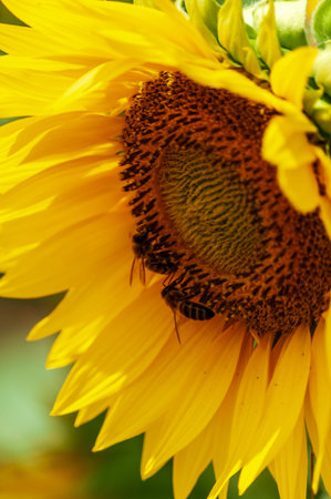Telephoto ofa sunflower in a field in the French Provence, near the town of Montagnac.