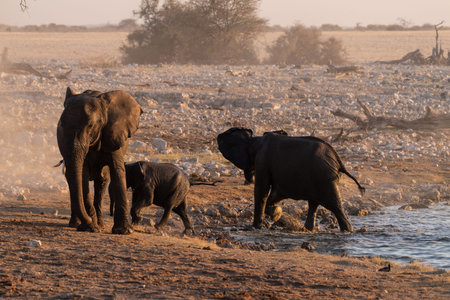 Telephoto shot of a herd of African Elephant -Loxodonta Africana- taking a bath in a waterhole in Etosha national Park.の写真素材