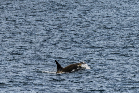 Close-up of a killer whale, Orcinus orca, swimming in the waters of the Antarctic peninsula, near...