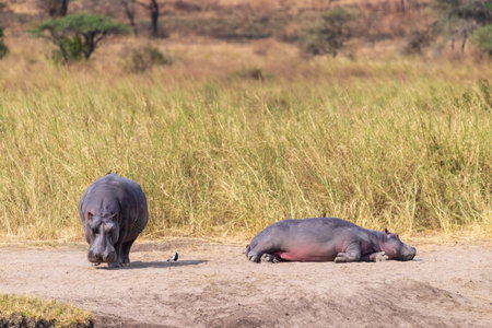 Telephoto of a group of hippopotami, Hippopotamus amphibius, resting ashore and reentering the water...