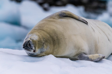 Close-up of a crabeater seal -Lobodon carcinophaga- resting on a small iceberg near the fish islands on the Antarctic peninsulaの写真素材