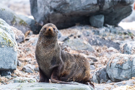 Close-up of an Antarctic Fur Seal - Arctocephalus gazella- sitting on a rock near the fish islands area on the Antarctic Peninsula