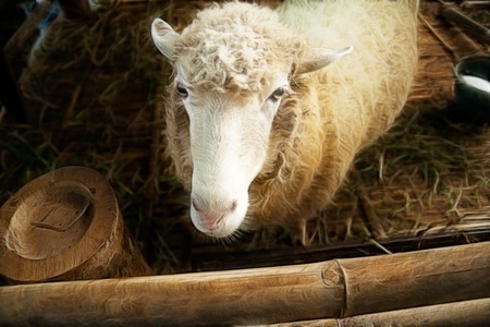 One sheep in the Far Plains.の写真素材